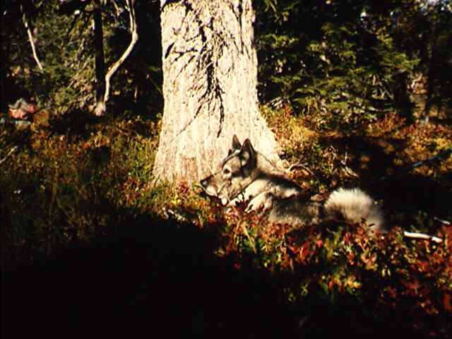 47427_15.jpg - "Svensken"