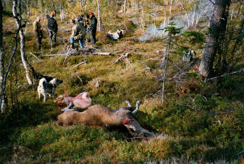 1998_0001.jpg - Arvid felte 2. dag i elgjakta ei kvige i gruppen øst for Kryssmyra