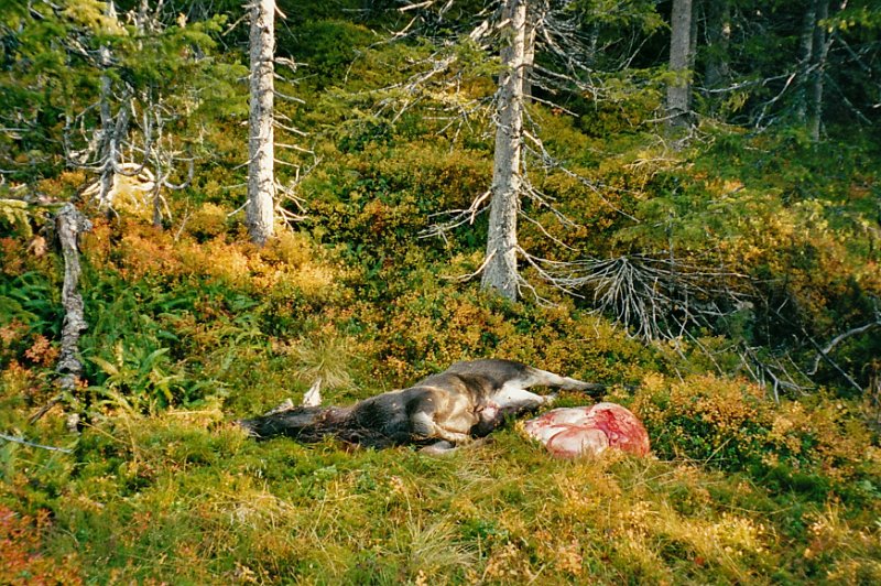 2001_0003.jpg - Her ligger kalven Jostein felte