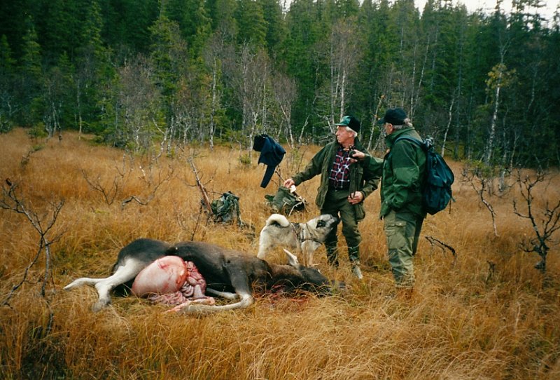 2001_0004.jpg - Søndag 13. oktober felte Jostein Hammer både okse og kalv i samme drevet på Nedre Stakkjølen. Det var Birger som løyste dem når han gitt på post på Seteposten.