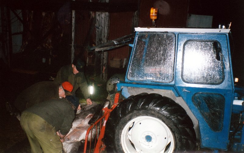 2002_0007.jpg - Parykkhornoksen ble liggende i Tjønnåstjønna, men vi fikk den på land, og utvomminga ble først gjort da vi kom til slakteriet i Rommet