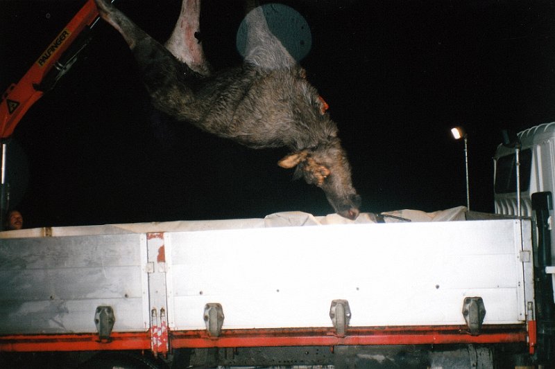 2002_0010.jpg - Her blir parykkhornoksen heist opp i lastebilen fra Dullum Slakteri. Den tilhører Malvik Kommune