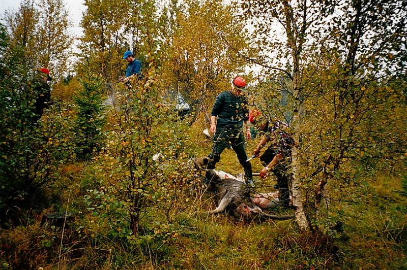 2003_3_0001.jpg - På første drevet, første dagen i elgjakta 2003, felte Jostein to kalver i gruppen innerst i Vennadalen