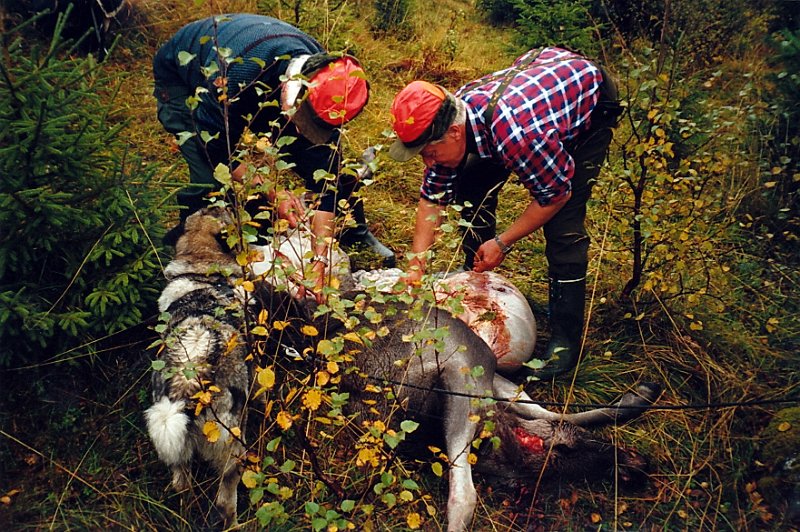 2003_3_0002.jpg - Birger og Jostein i gang med utvomming av den ene av kalvene