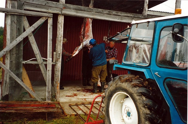 2003_3_0005.jpg - Birger, Bernt og Jostein igang med flåing av en kalv