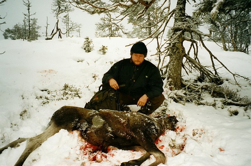 2003_3_0007.jpg - Det har blitt 26. oktober. Det er kommet endel snø. Bernt felte en kalv sør for Elghytta, helt vest på Rennsjøkjlan.