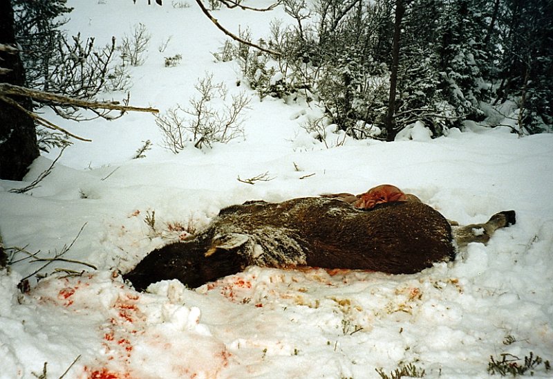 2003_3_0008.jpg - Kalven er ferdig utvommet. I samme drevet var det ku og to okser. Jostein skjøt den ene, men den gikk et godt stykke, så det ble ettersøk inn på nabovaldet,- Leksdalsalmenningen