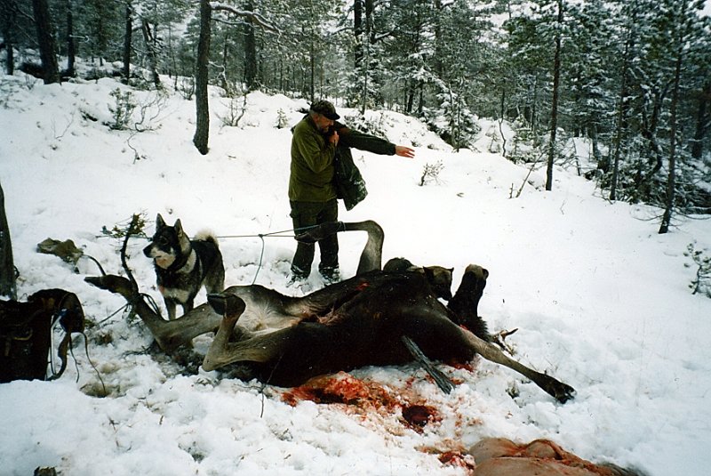 2003_3_0013.jpg - Oksen la i vei forbi Klepptjønna, over Nævra.  Odd fikk den på skuddhold og felte den inne på Rennåsen. Hunden til venstre tilhører jaktlaget til Egil Sørmo, som har jakta på Almenningen.
