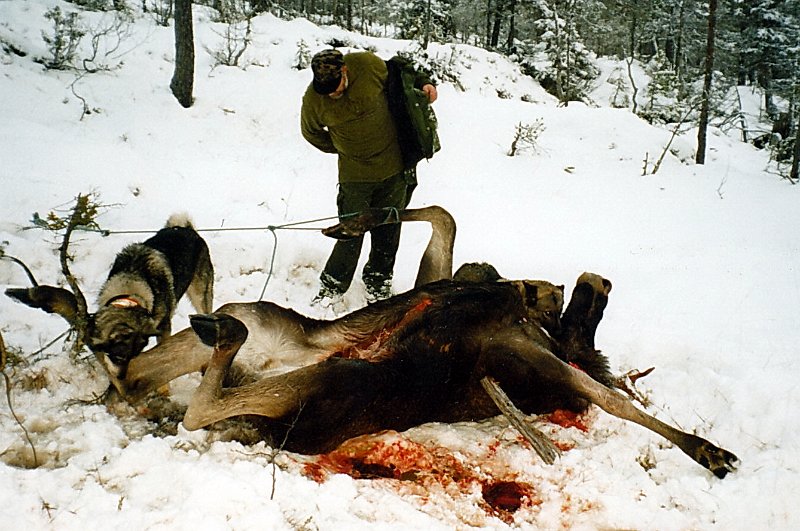 2003_3_0014.jpg - Trygve og Odd har vomma ut oksen og elgjakta for 2003 er ferdig.