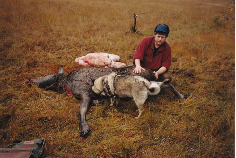 2004_3_4.jpg - Elgjakta 2004 starta med at Bernt felte ei kvge 25. sept på Nedre Stakkjølen