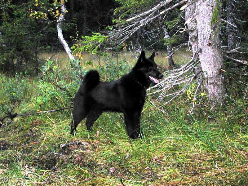 Epsn0005.jpg - Svarthunden Toto var med Indre Venna Elgjaktlag fo første gang denne sesomgen