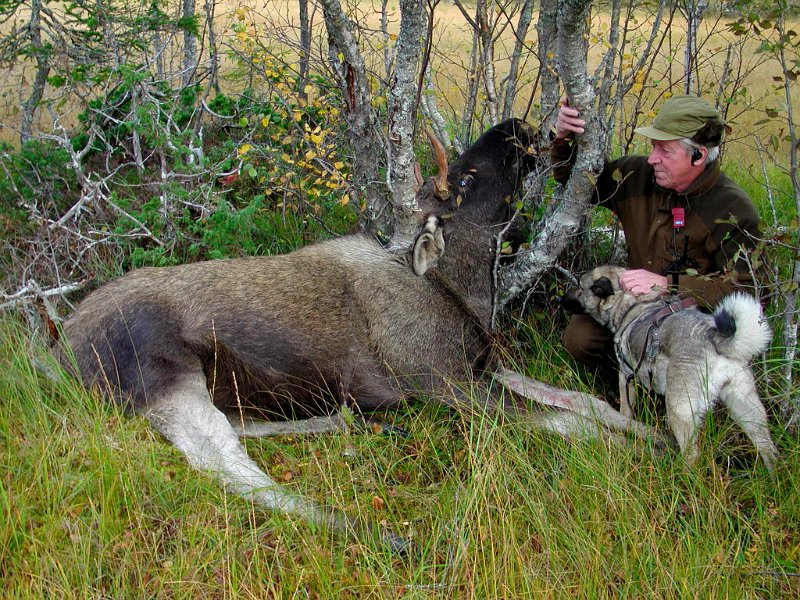 Epsn0011.jpg - På jaktas første dag felte Jostein en 4-spiring på Nedre Stakkjølen