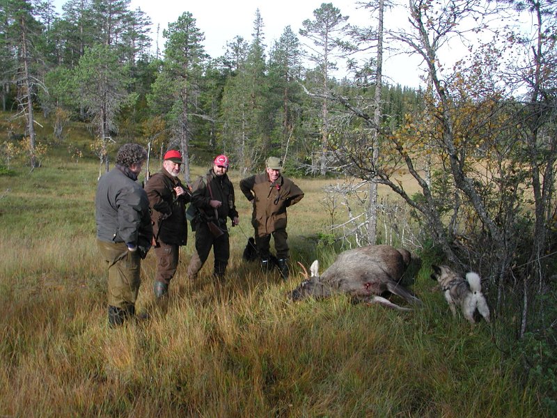 Epsn0014.jpg - Bernt, Kåre, Frode og Jostein  studerer den felte elgoksen