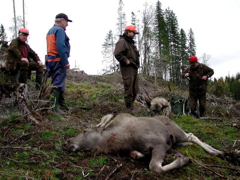 Epsn0039.jpg - Odd felte en kalv i det som skulle bli Arvid sitt site drev for Indre Venna Elgjaktlag. Han gikk med Toto og løyste ku og kalv ute ved Jøsåstjønna. 