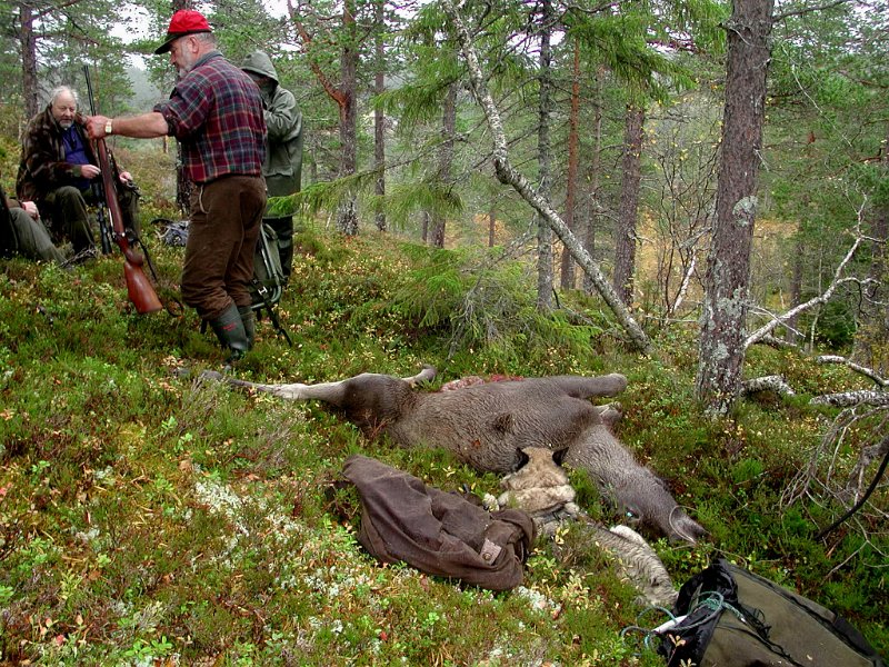 Epsn0049.jpg - Kåre felte en kalv ved Lomtjønna