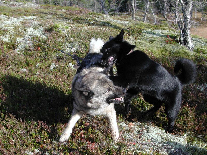 Epsn0073.jpg - Dixi og Toto 