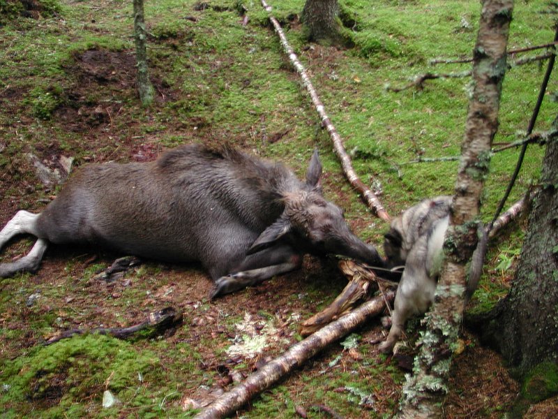 Epsn0092.jpg - Siste dyr i sesongen 2005 var en kalv Kåre felte på Ytre Damtjønnkjøl