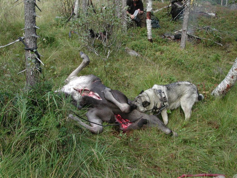 EPSN0009.JPG - Kåre felte en kalv ved Seteposten på berget nord for Linerlemyra