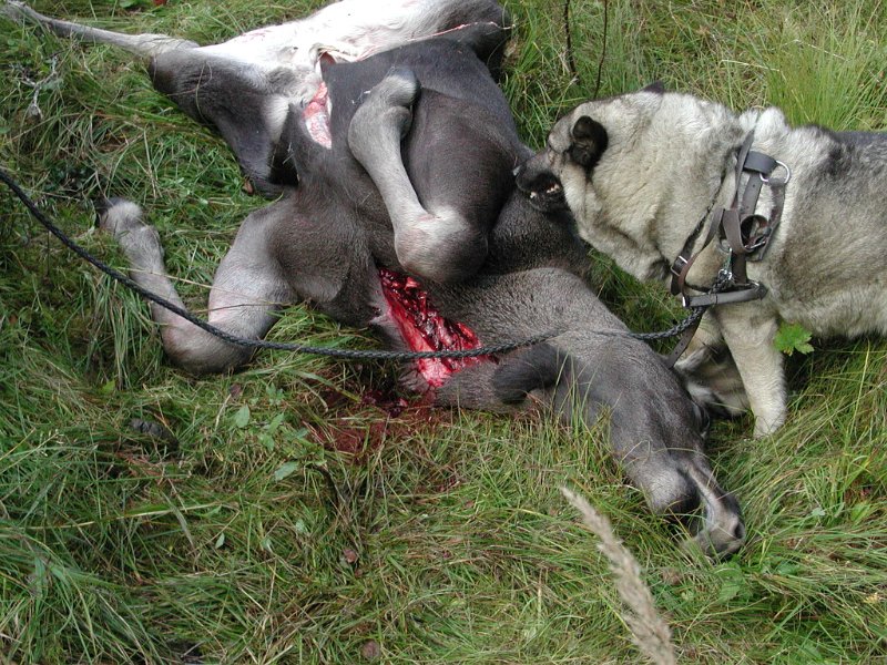 EPSN0010.JPG - Dixi har kontroll på kalven