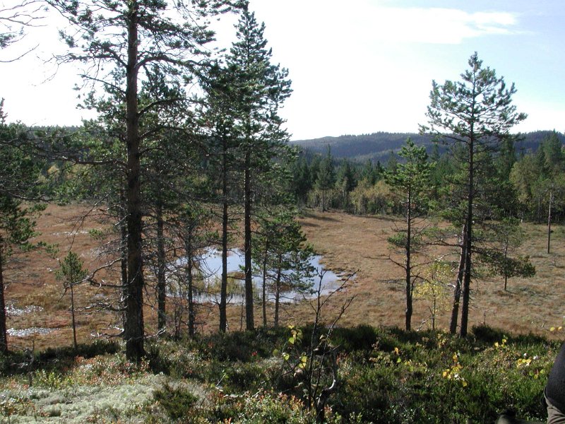 EPSN0011.JPG - Ved Litlflåkkåmyra