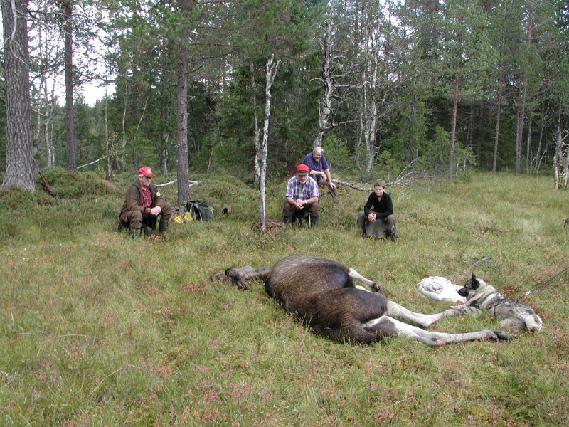 EPSN0026.JPG - Kvigefall på Ytre Damtjønnkjøl