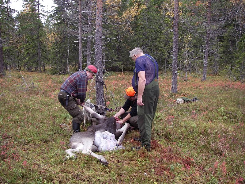 IMGP0984.JPG - Odd felte en kalv fra tårnet lengst vest på Ytre Damtjønnkjøl