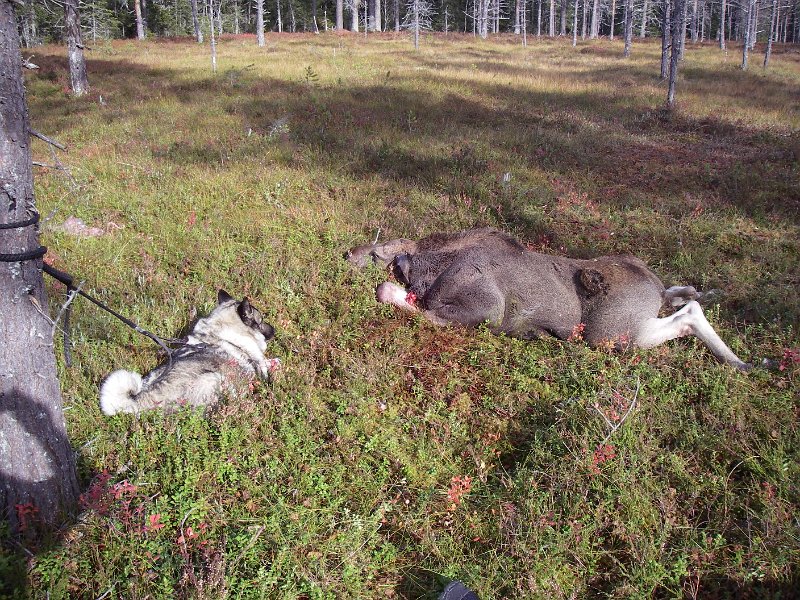 IMGP0989.JPG - Dixi har kalven under kontroll