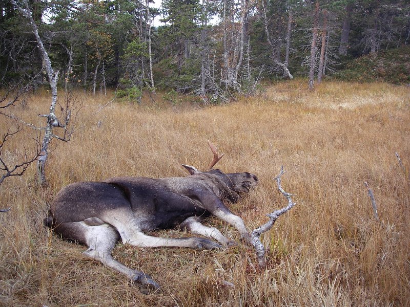 IMGP1005.JPG - Odd felte en okse i Svea 