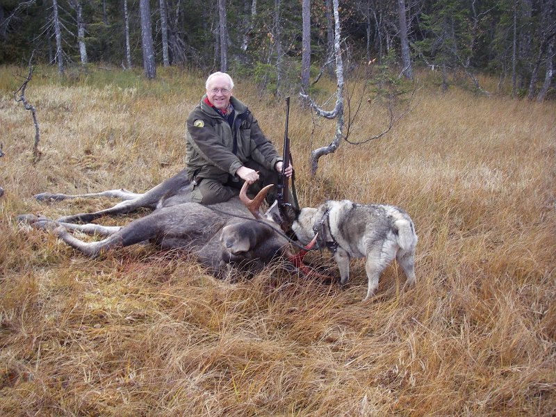 IMGP1010.JPG - Odd oppå oksen og Dixi framfor