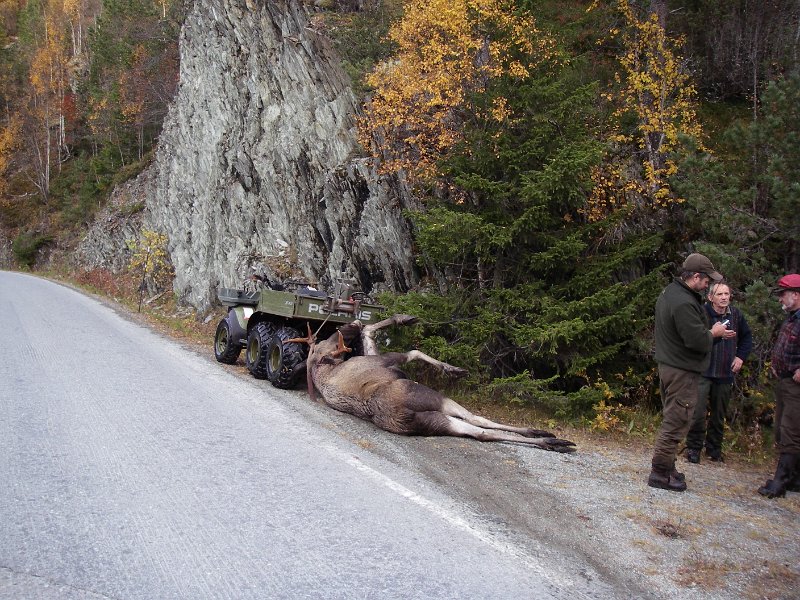 IMGP1018.JPG - Med sekshjulingen fikk vi frakta oksen ned til Selbuveien