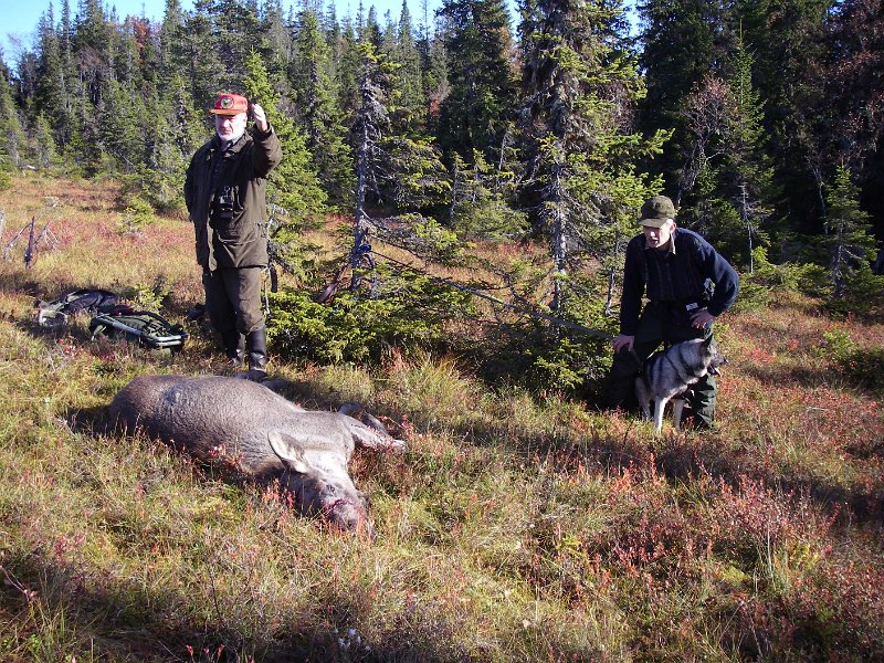 IMGP1025.JPG - Odd felte en kalv og ei kvige vest på Rennsjøkjølen. Her er Kåre og Birger ved kalven