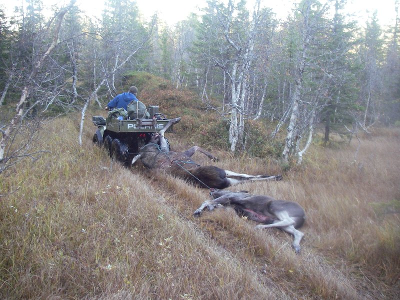 IMGP1034.JPG - Kviga og kalven i slep bak sekshjulingen