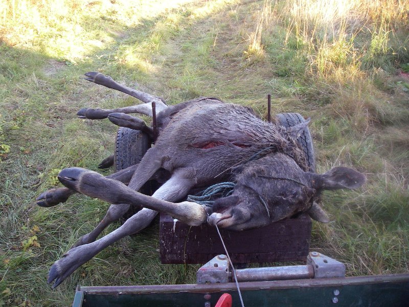 IMGP1035.JPG - Omlastet på hjulvogn stakk det 8 elgskanka ut mot høyre