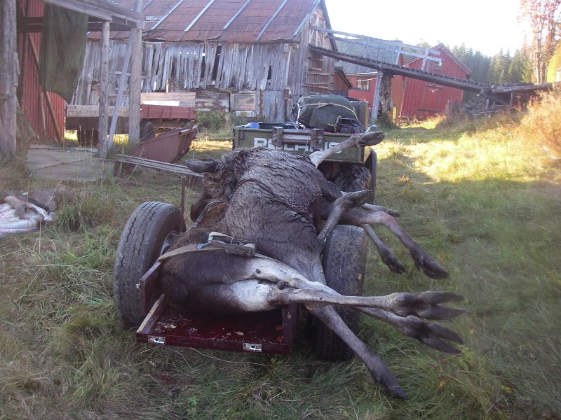 IMGP1037.JPG - Framme ved slakteriet i Rommet