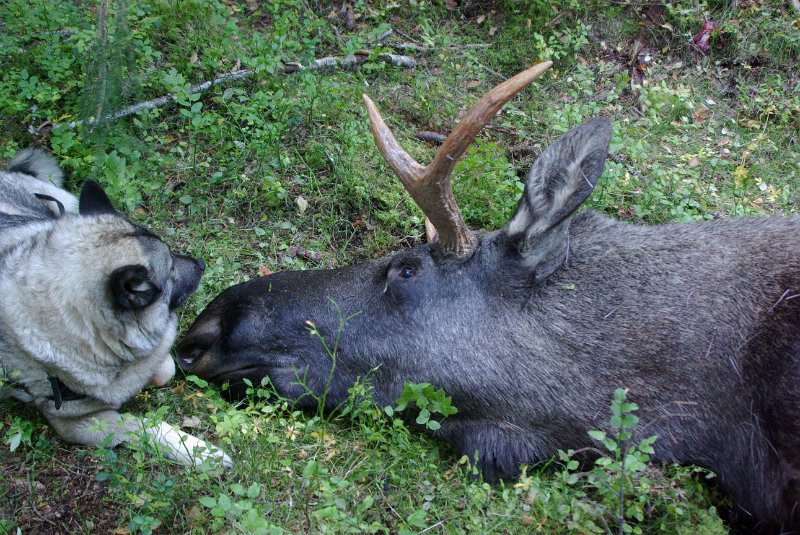 IMGP1100.JPG - Dixi og Oksen