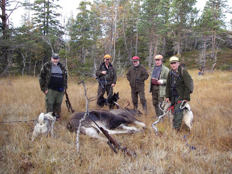 Imgp1015.jpg - Indre Venna Elgjaktlag var vel fornøyd med den her dagen. Oksen vog omtrent 250 kilo