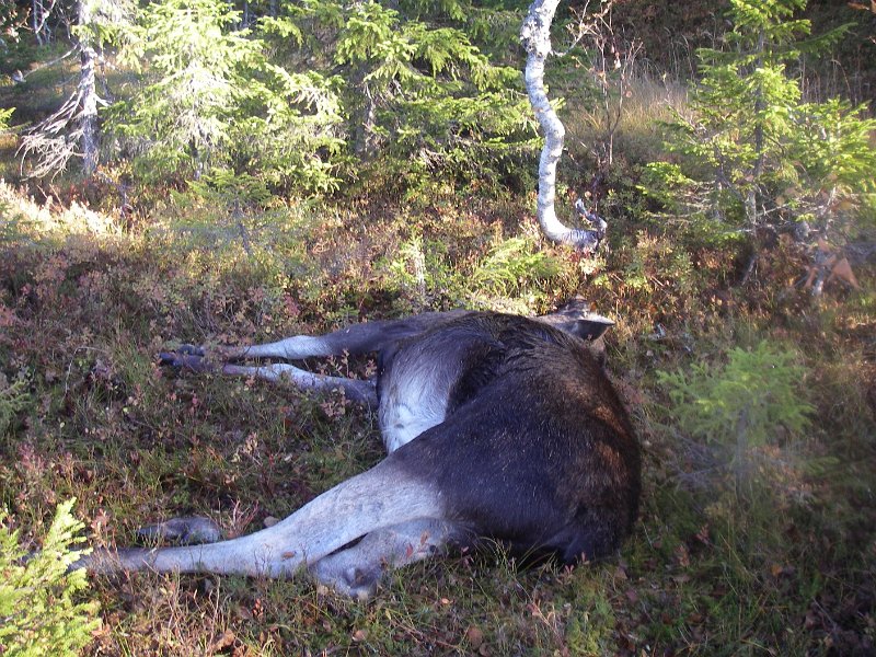 Imgp1031.jpg - Her er kviga