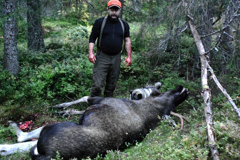 Imgp1095.jpg - Første dagen i elgjakta 2007 felte Frode en okse