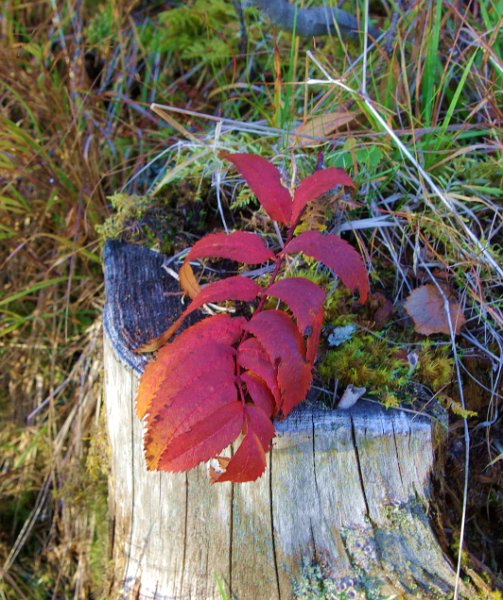 Imgp1116.jpg - Flotte høstfarger gjør seg godt på bilder