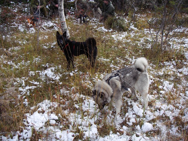 IMGP1884.JPG - Teo og Troja