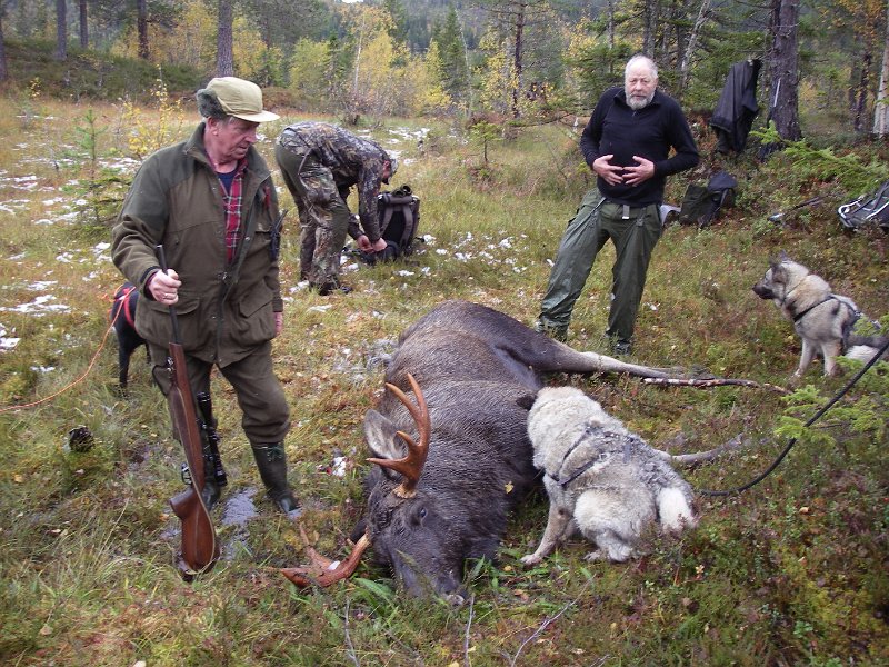 IMGP1896.JPG - Jostein, Torgeir Trygve samt bikkjene Dixi og Troja ved oksefallet