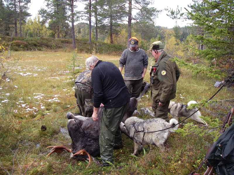 IMGP1897.JPG - Forberedelse til utvomming