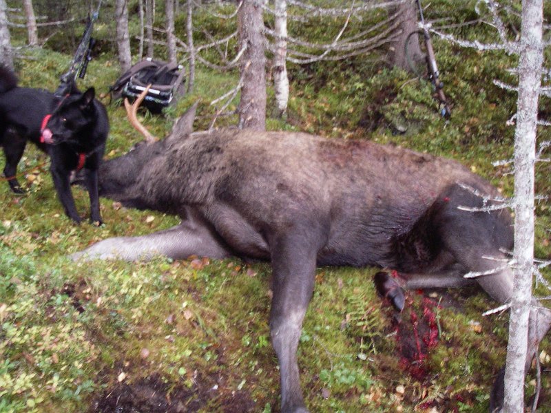 IMGP1919.JPG - Torgeir felte en 4-spiring i gruppen sørvest for Storflåkkåmyra