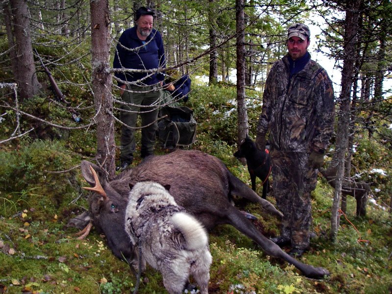 IMGP1923.JPG - Trygve og Dixi drev oksen på posten til Torgeir