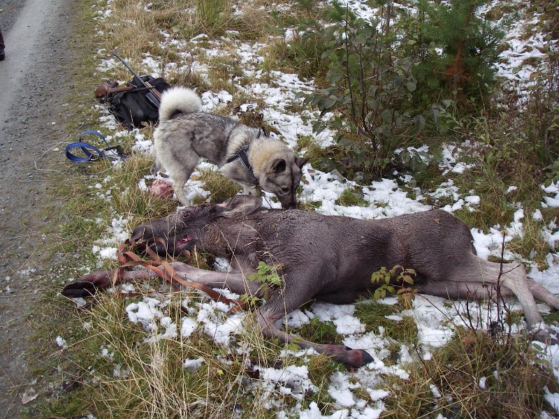 IMGP1924.JPG - Stein felte begge tvillingene i et drev Frode og Troja gjorde fra Kattåsen mot Lauvdalsveien.
