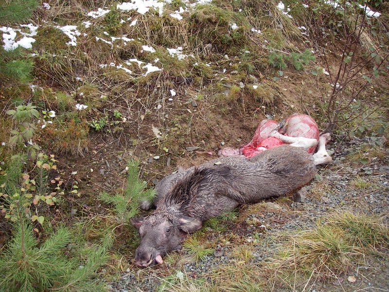 IMGP1925.JPG - Her er den andre kalven Stein felte