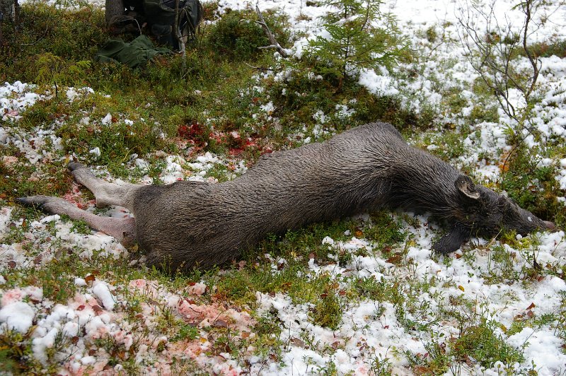 IMGP5609.JPG - Odd felte en kalv i Vikajardet