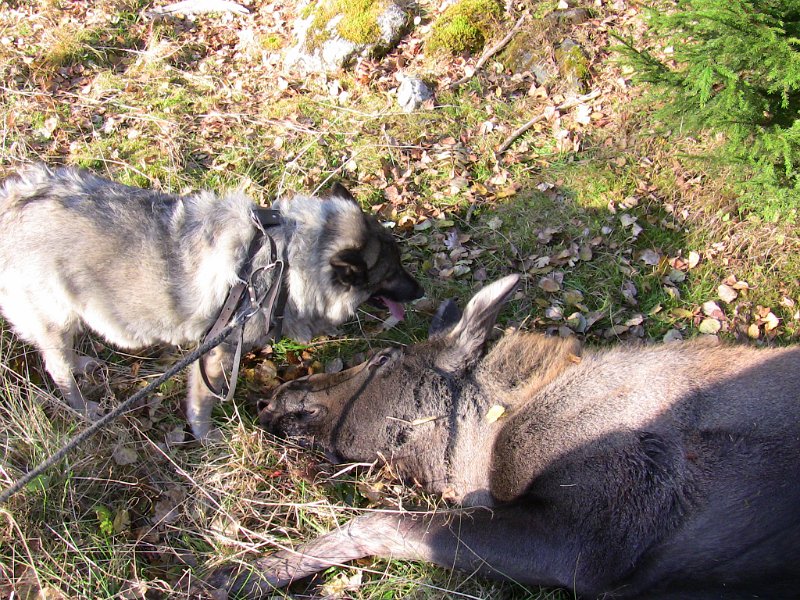 IMG_0173.JPG - Dixi og kalven