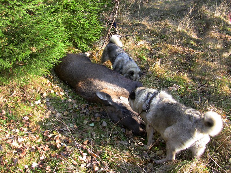 Img_0171.jpg - Siste dag i jakta felte Odd en kalv på Kattjønnmyra. Troja og Dixi inspiserer