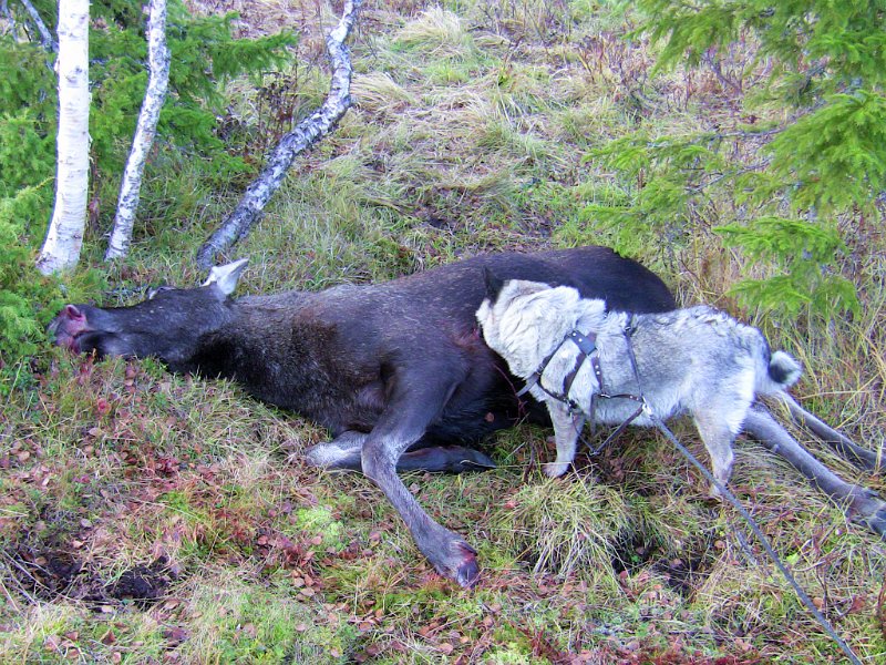 Img_0176.jpg - Seiner samme dag som kalven på Kattjønnmyra felte Stein ei kvige samt en kalv i Hansåsen ved Snustad